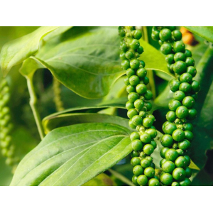 Hạt Tiêu Vua Của Các Loại Gia Vị